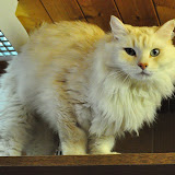 gatti