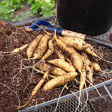 SweetPotatoes
