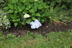 Well look at this Francesca!  One of the first hydrangeas of the season - a delicate shade of periwinkle.