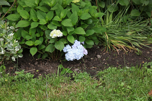 Well look at this Francesca!  One of the first hydrangeas of the season - a delicate shade of periwinkle.