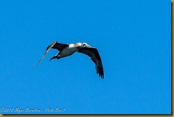 Northern Gannet