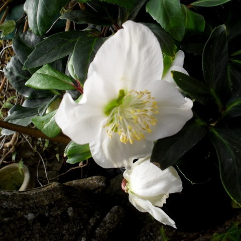 christmas rose