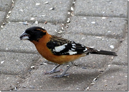 Black-headed Grosbeak