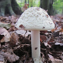 white False Deathcap (young)
