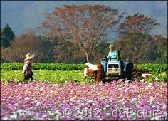 pertanian di Jepang pertanian di Jepang