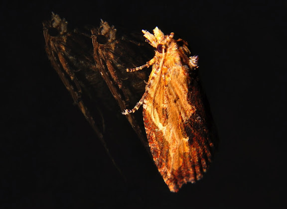 Tortricidae : Tortricinae : Cryptoptila immersana WALKER, 1863. Umina Beach (NSW, Australie), 23 octobre 2011. Photo : Barbara Kedzierski