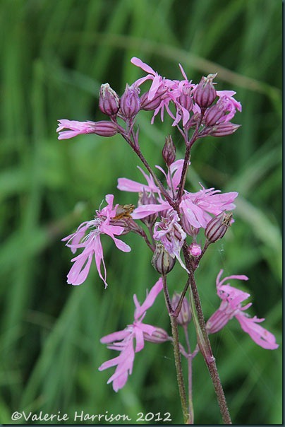 44-Ragged-Robin