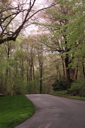 The path leading to the new Azalea Garden.