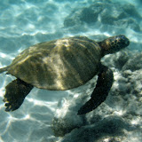 2008-08-07 hapuna beach prince hotel, hawaii