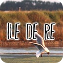 iledere