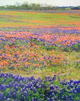 Marci Kawalek "Natures Complementary Study" Photograph