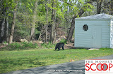 Bear Sighting On Winesap Land In Forshay - DSC_0058.JPG