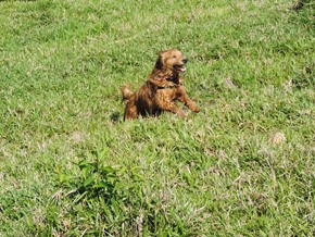 Dogs Trekking 6 (46) Dogs Trekking 6 (46)
