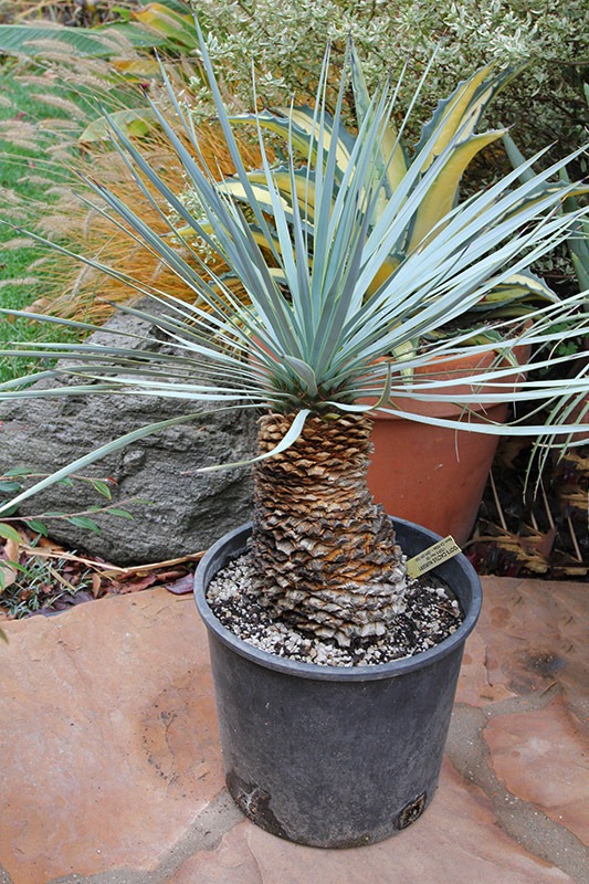 [111120_yucca_rostrata_from_poots%255B3%255D.jpg]
