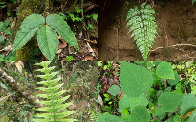 [FernWorld9.jpg]
