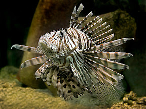 Lionfish by John Powell EFIAP DPAGB BPE4 Lionfish by John Powell EFIAP DPAGB BPE4