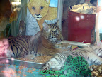 White tiger cubs at the MGM Mirage.