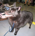 Schipperke