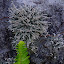 Lichen et fougère