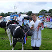 Cattle 008.jpg