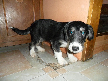 Chica (2) Chica (2)