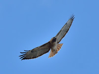 DSC_7458.jpg