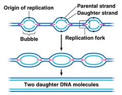 eukaryotes vs prokaryotes