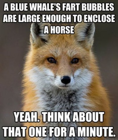 [fox-facts-meme-13%255B2%255D.jpg]