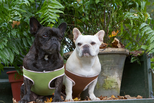 Well, we've got these silly sweaters on, so you know there's a chill in the air. I think it's time to start moving the tropical potted plants into the heated green house for the cold months ahead. Well, we've got these silly sweaters on, so you know there's a chill in the air. I think it's time to start moving the tropical potted plants into the heated green house for the cold months ahead.