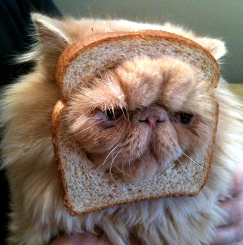 [breaded-cats-8%255B2%255D.jpg]