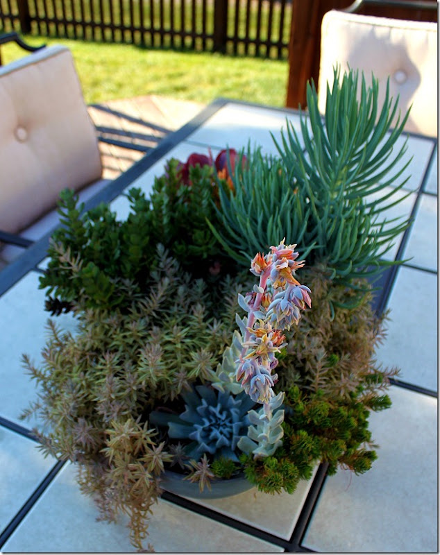 succulent 1