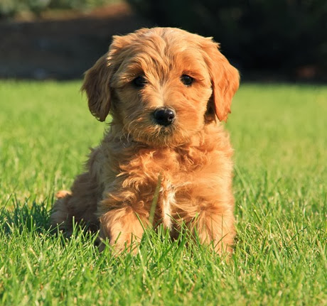 labradoodle