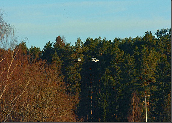 varis joutsen 005