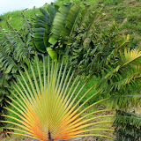 Fan Palm Along The Hillside - Basseterre, St. Kitts