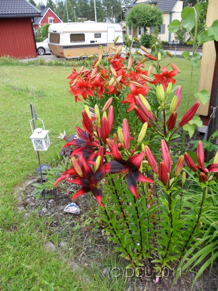[RedLilies2011%255B4%255D.jpg]