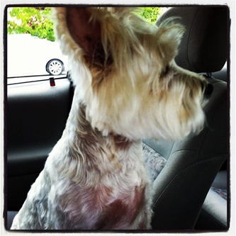 20120417_Alexthedog 20120417_Alexthedog