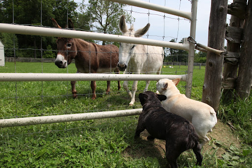 Hmmm, you have a point, Sharkey.  So, while donkeys would beat Frenchies in a race, we would all be shown up by greyhounds!