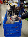 Hi girls!  I read the Daily Wag everyday and love the Martha Stewart Pets products at Petsmart!  I want to be as famous as you two someday!  Why, by just sitting next to you two, people already want to shake my paw!