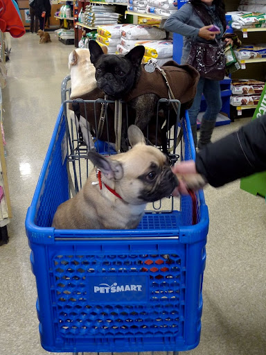 Hi girls!  I read the Daily Wag everyday and love the Martha Stewart Pets products at Petsmart!  I want to be as famous as you two someday!  Why, by just sitting next to you two, people already want to shake my paw!