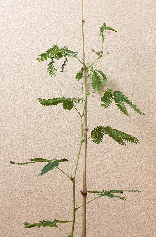 [110929_Mimosa-pudica_192.jpg]