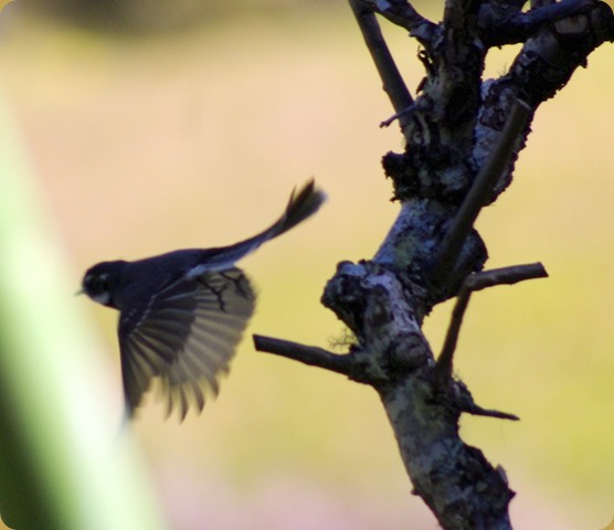 Grey Fantail taking flight