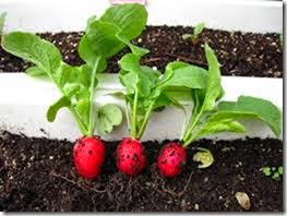 clip_image002 clip_image002