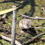 DSCN9517.JPG