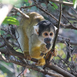 Yellow squirrel monkey eating a tasty insect