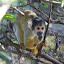 Yellow squirrel monkey eating a tasty insect