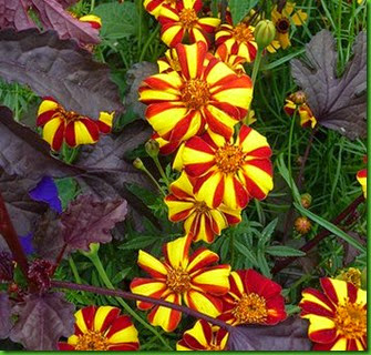 Tagetes Harlequin Tagetes Harlequin