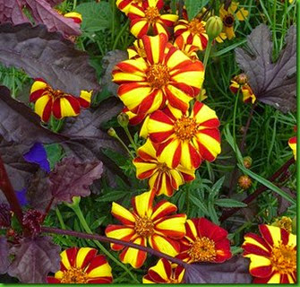 Tagetes Harlequin