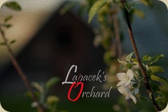 orchard logo