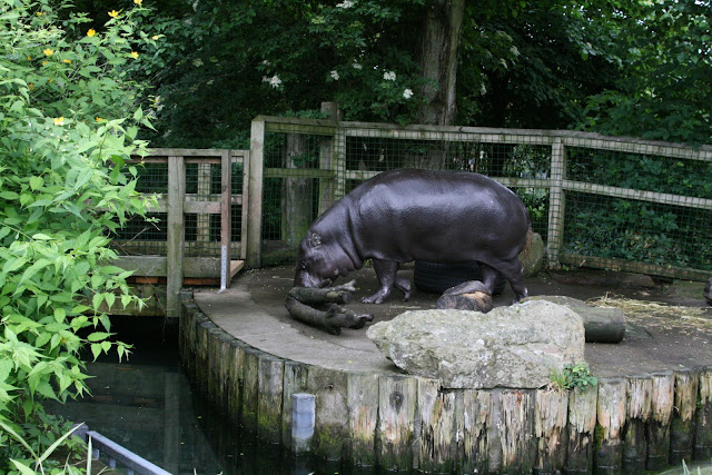 Hippo