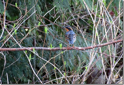 Varied Thrush and leafing out Black Twin berry